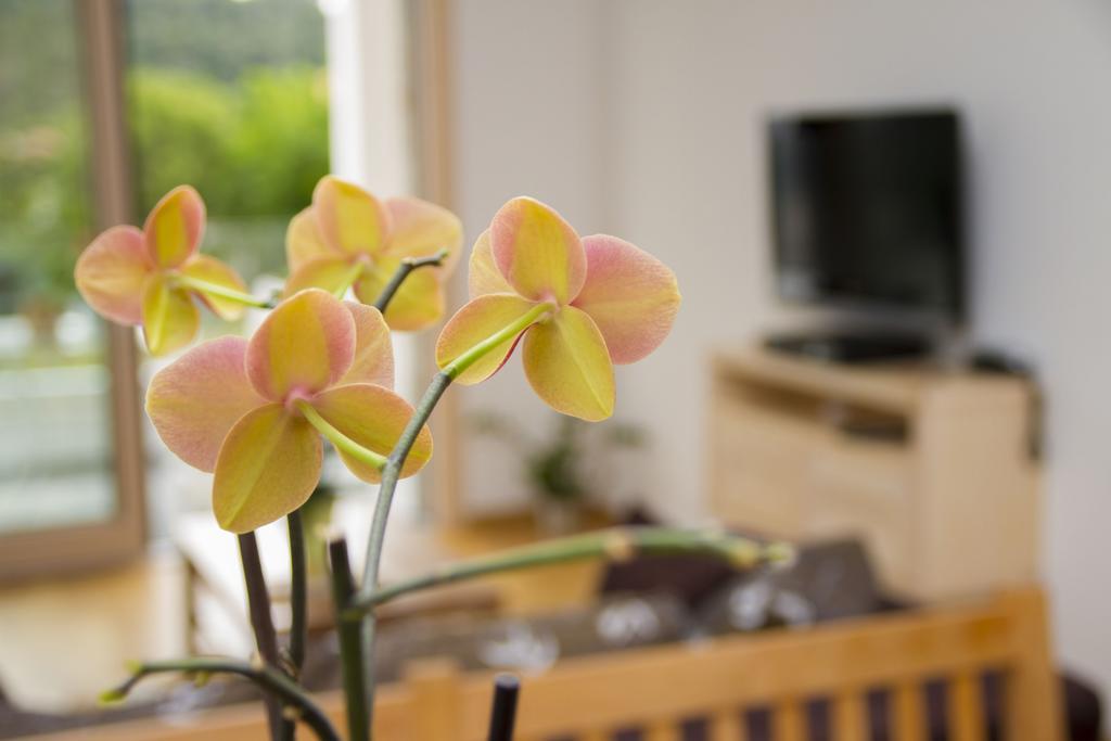 Apartments Brezanin Sutomore Eksteriør bilde